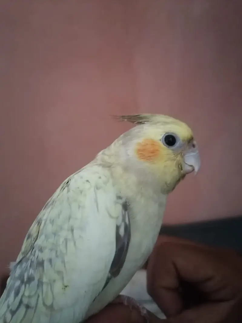 Green Fischer Lovebird and Cockatiel Pair For Sale - Healthy & Active — photo 7