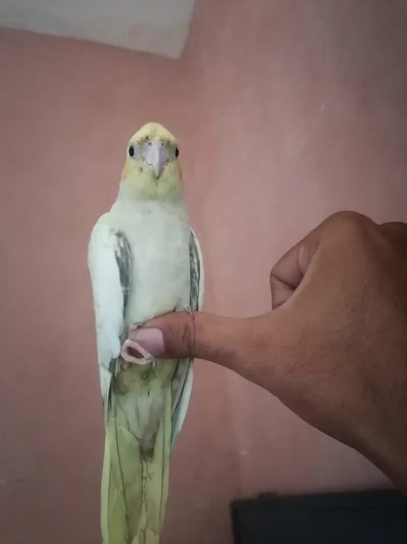 Green Fischer Lovebird and Cockatiel Pair For Sale - Healthy & Active — photo 8