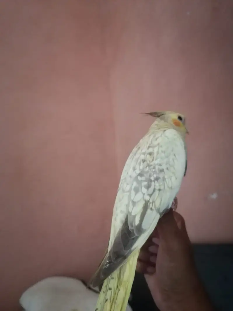 Green Fischer Lovebird and Cockatiel Pair For Sale - Healthy & Active — photo 9