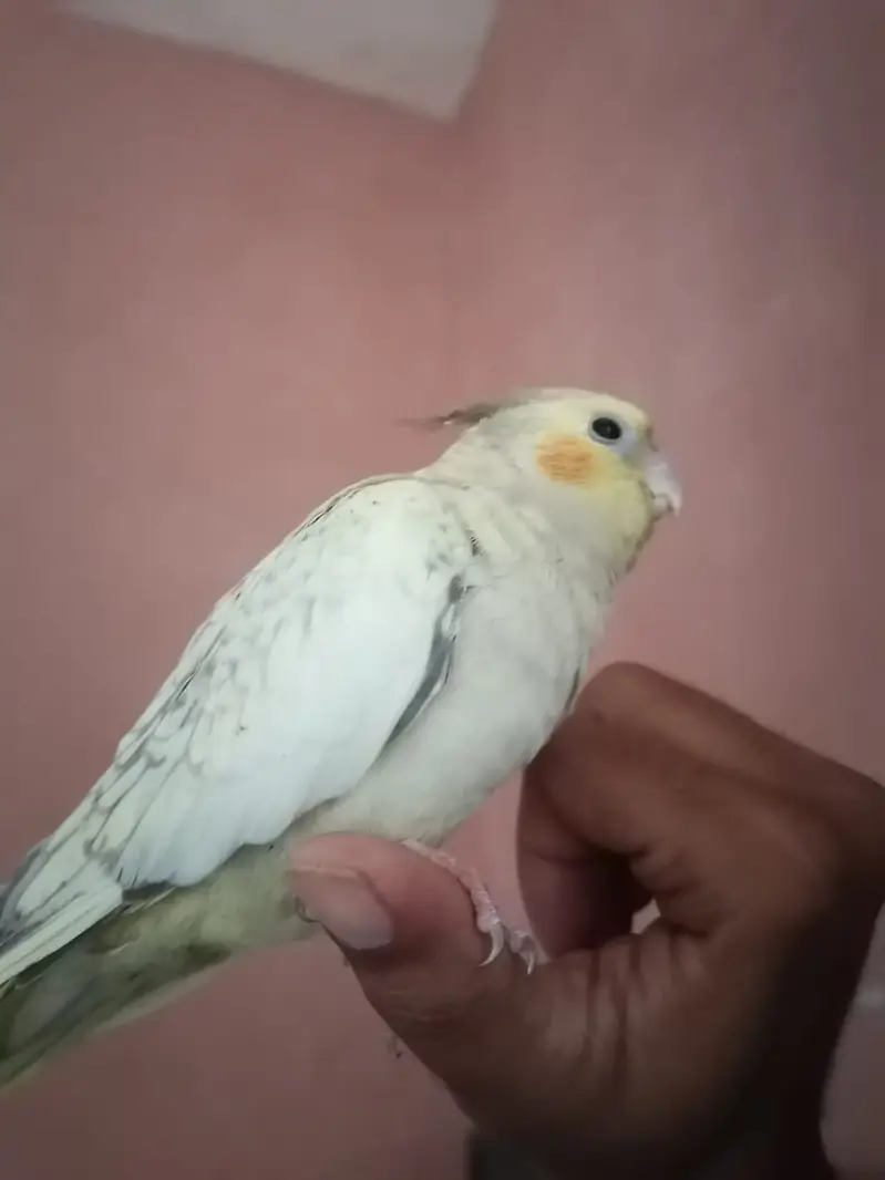 Green Fischer Lovebird and Cockatiel Pair For Sale - Healthy & Active — photo 10