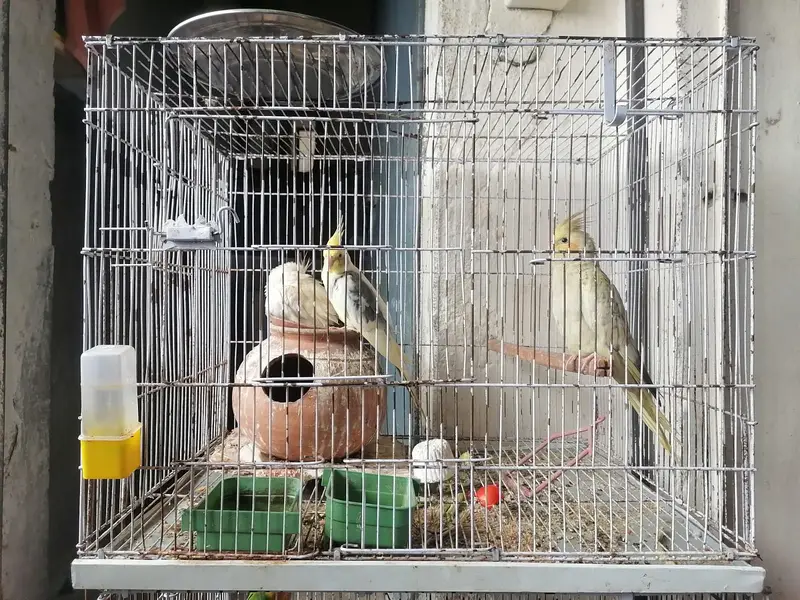 Green Fischer Lovebird and Cockatiel Pair For Sale - Healthy & Active — photo 11