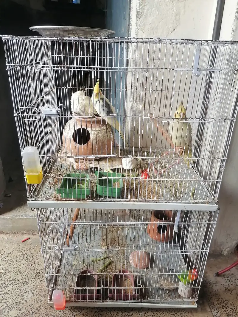 Green Fischer Lovebird and Cockatiel Pair For Sale - Healthy & Active — photo 12