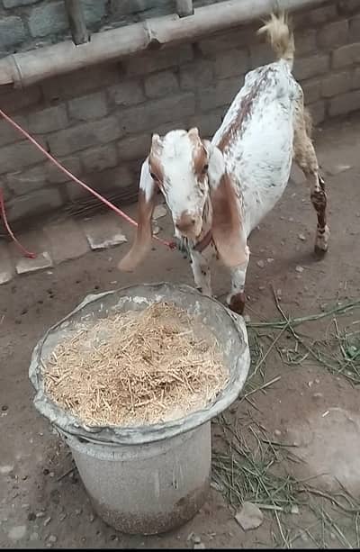 Bakra For Sale