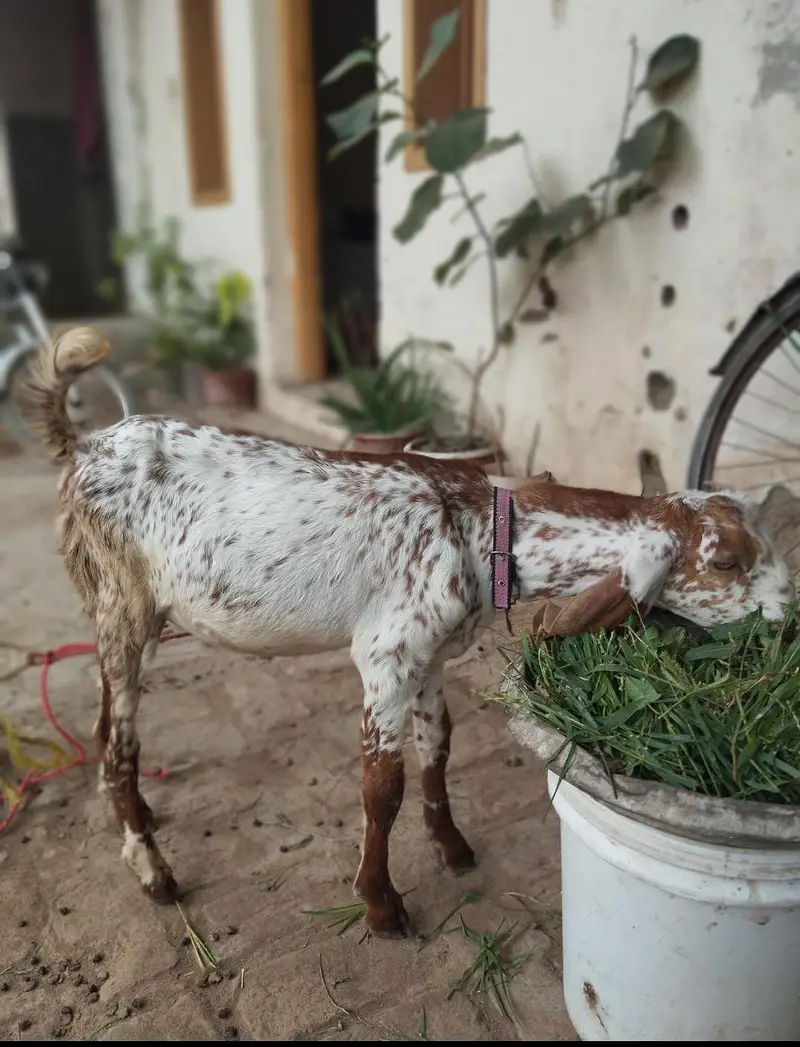 Bakra For Sale — photo 2