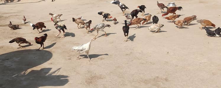 egg laying hens available and aseel