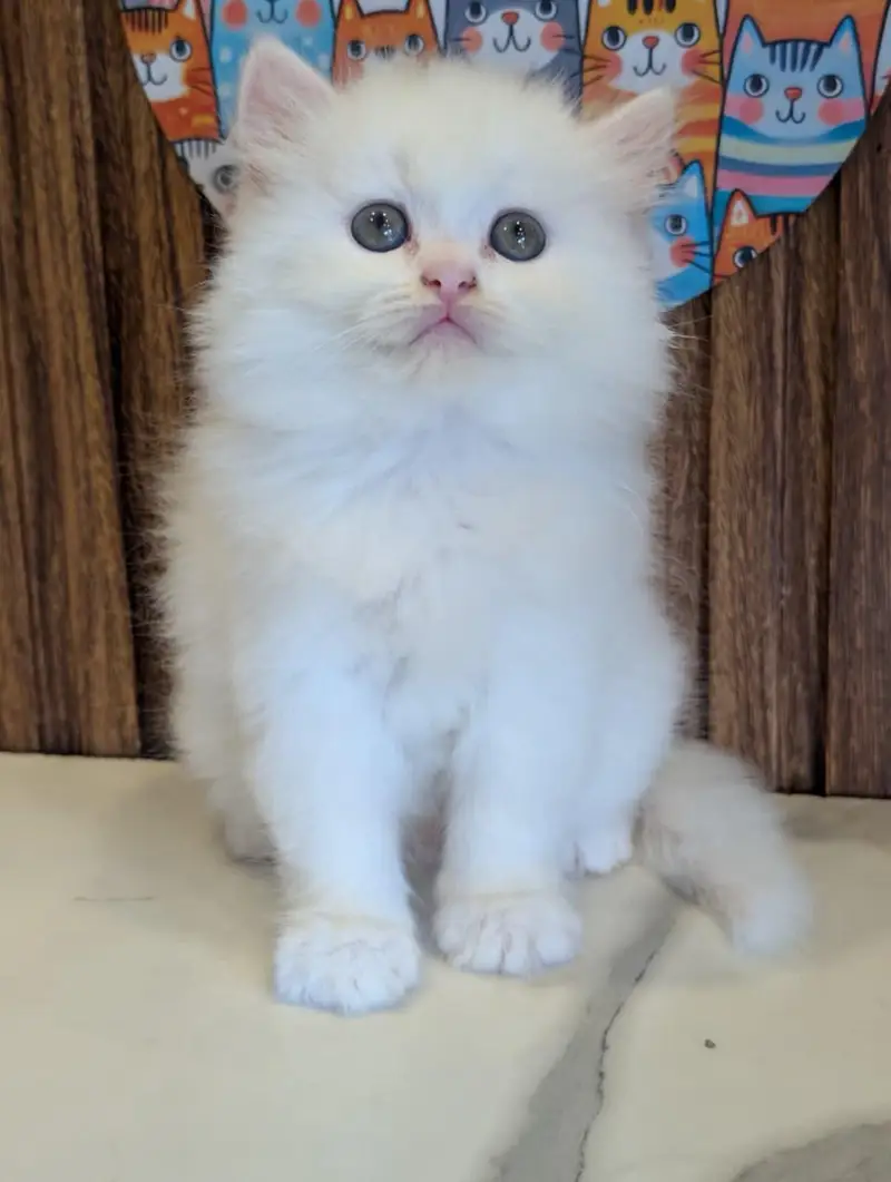 Low Price Kittens/White Persian Kitten/Cats/Male/Female — photo 3