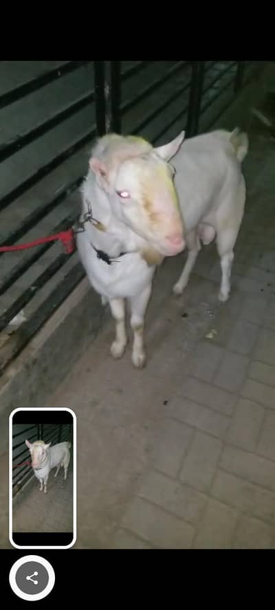 vip goat