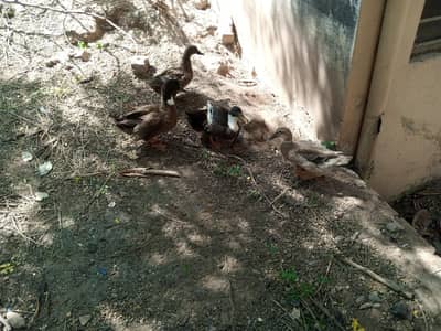 ducks