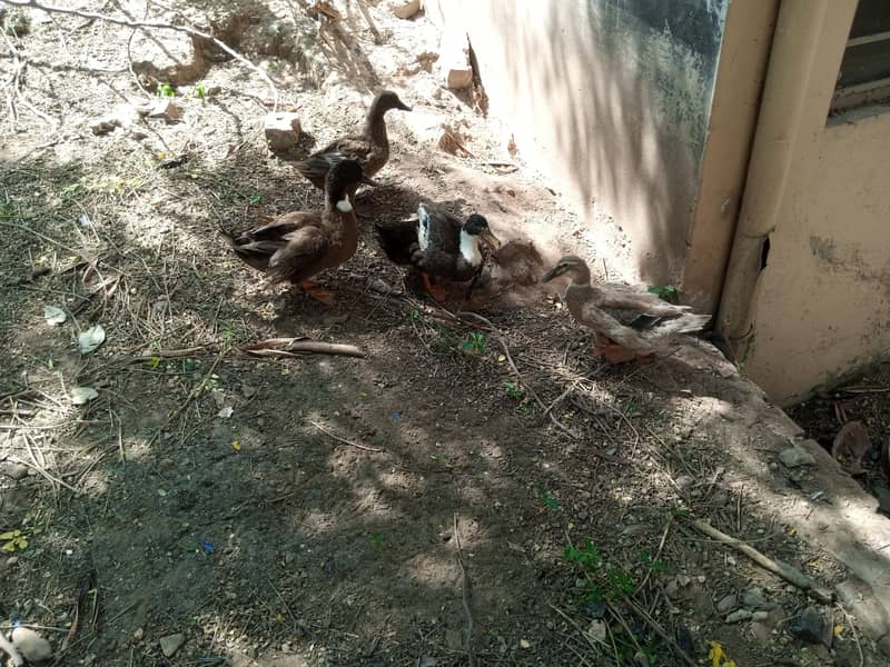 ducks 0