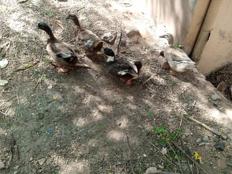 ducks 1