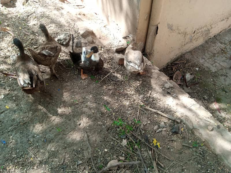 ducks 2