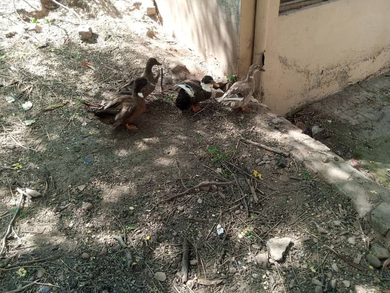 ducks 3