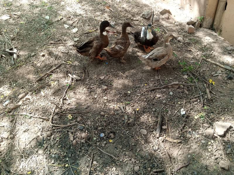 ducks 4