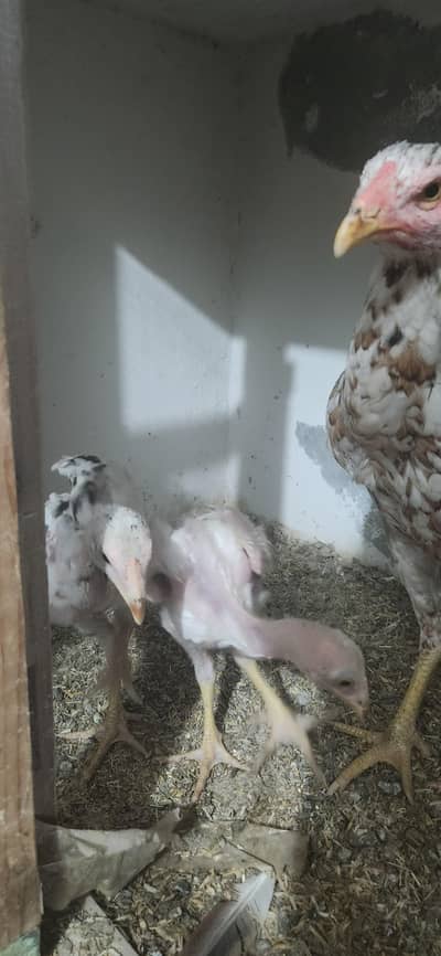home breed female and two chick's