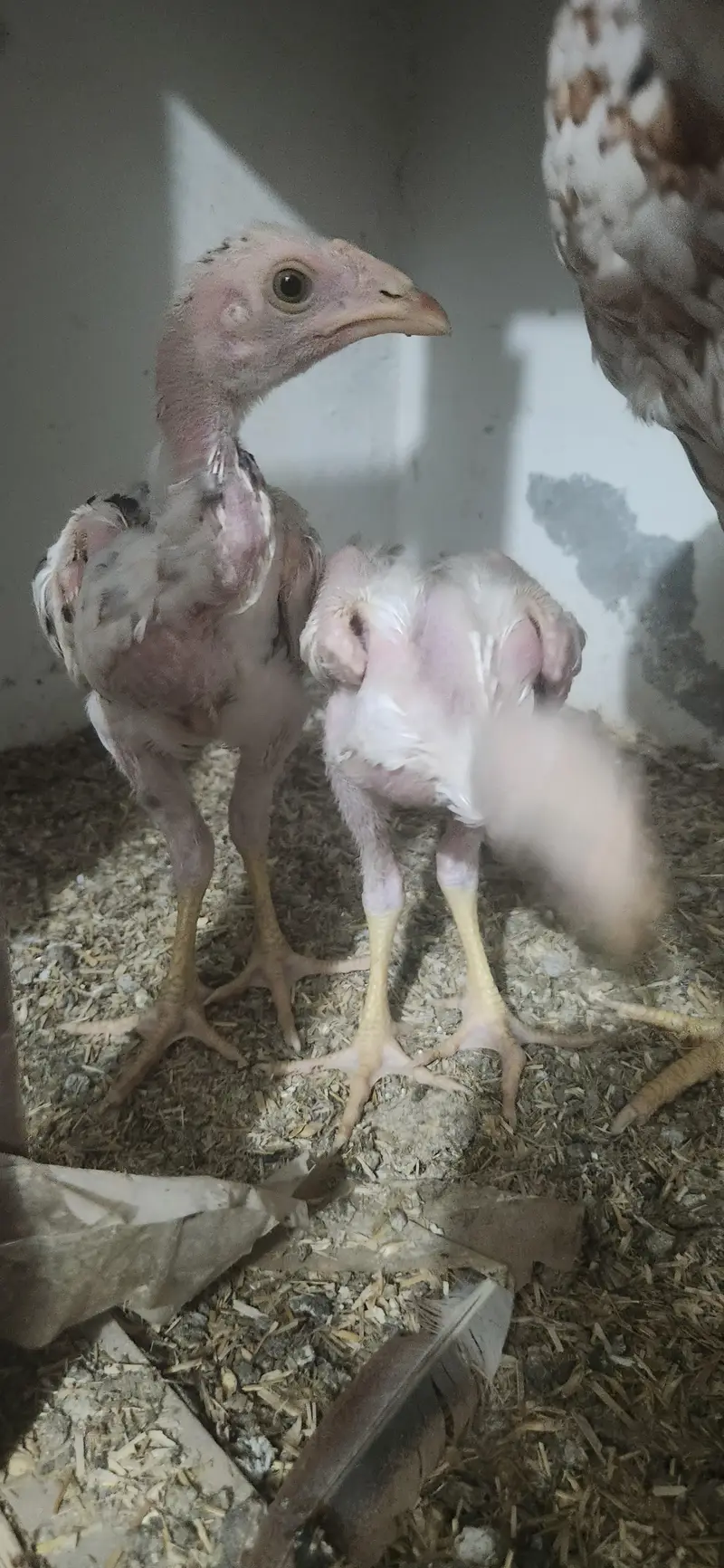 home breed female and two chick's — photo 2