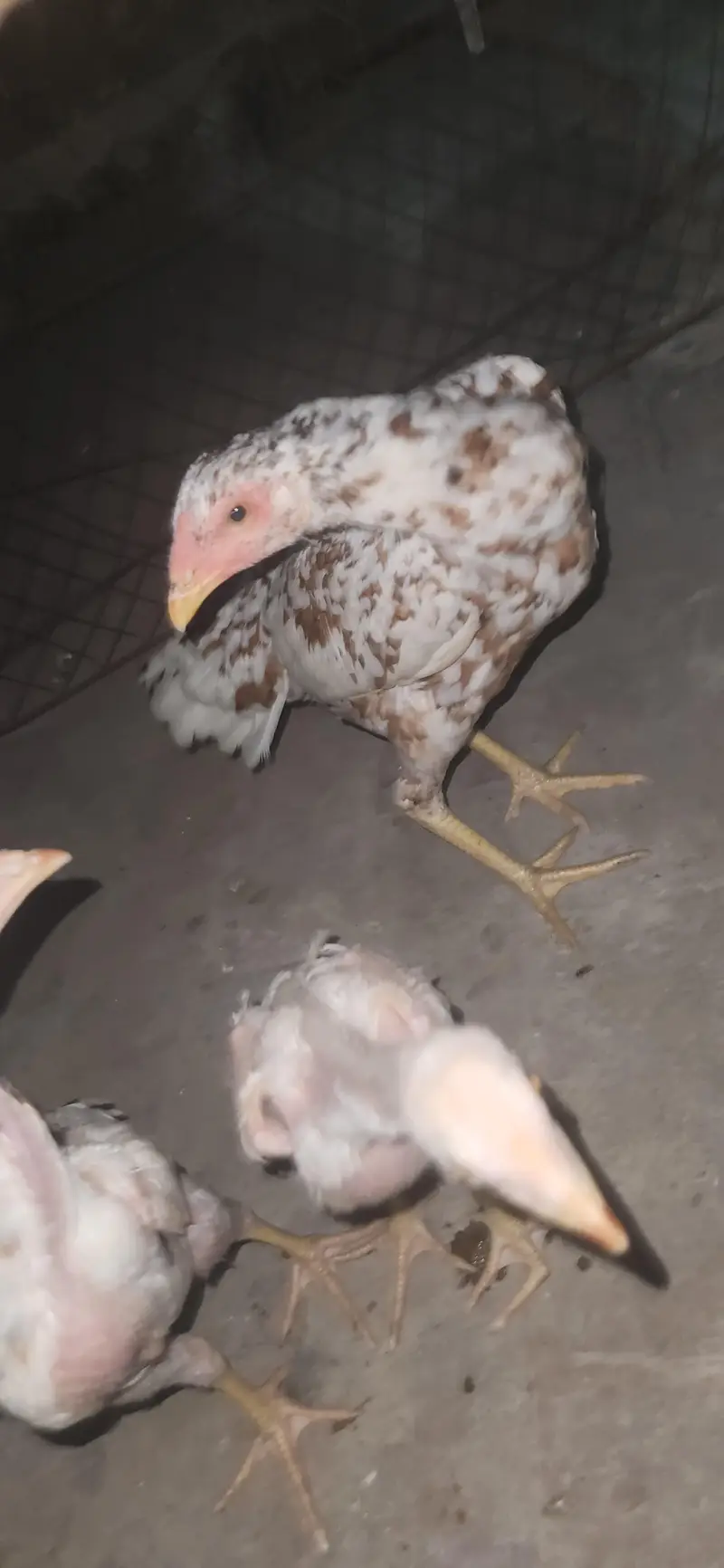 home breed female and two chick's — photo 3