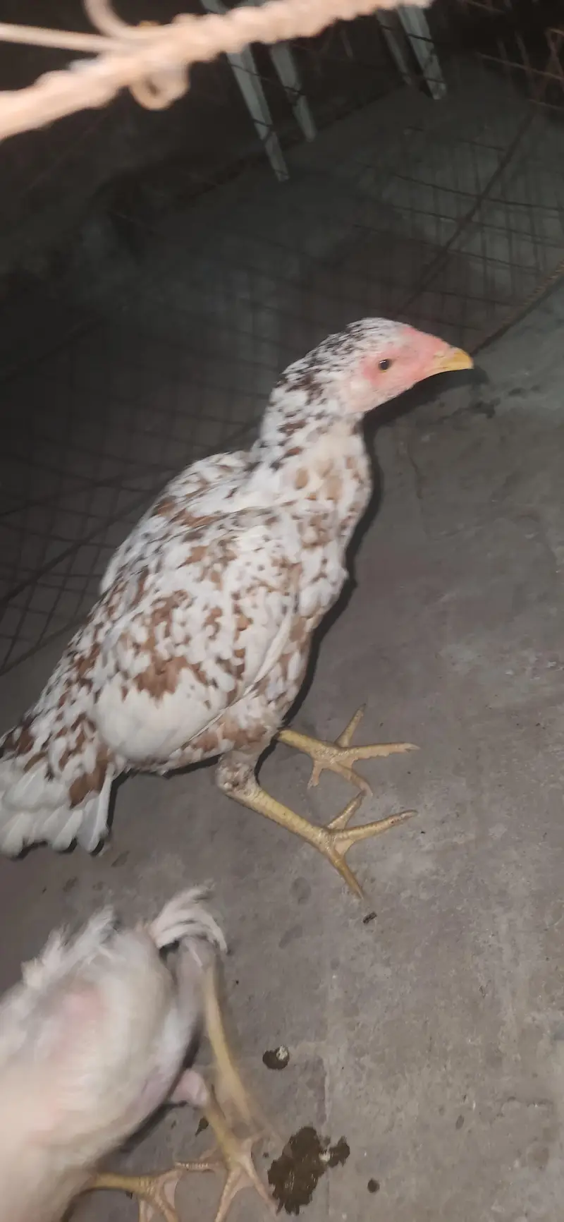 home breed female and two chick's — photo 4