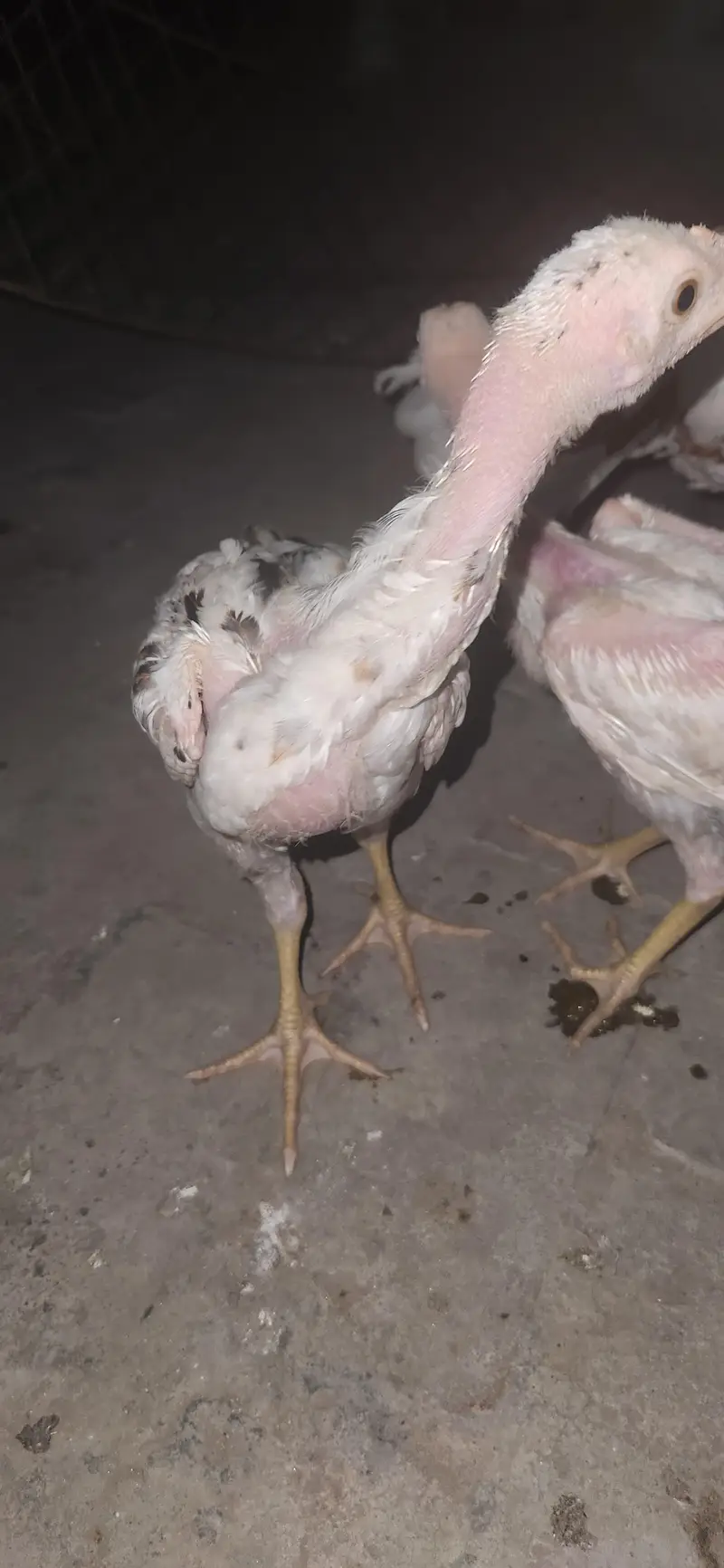 home breed female and two chick's — photo 5