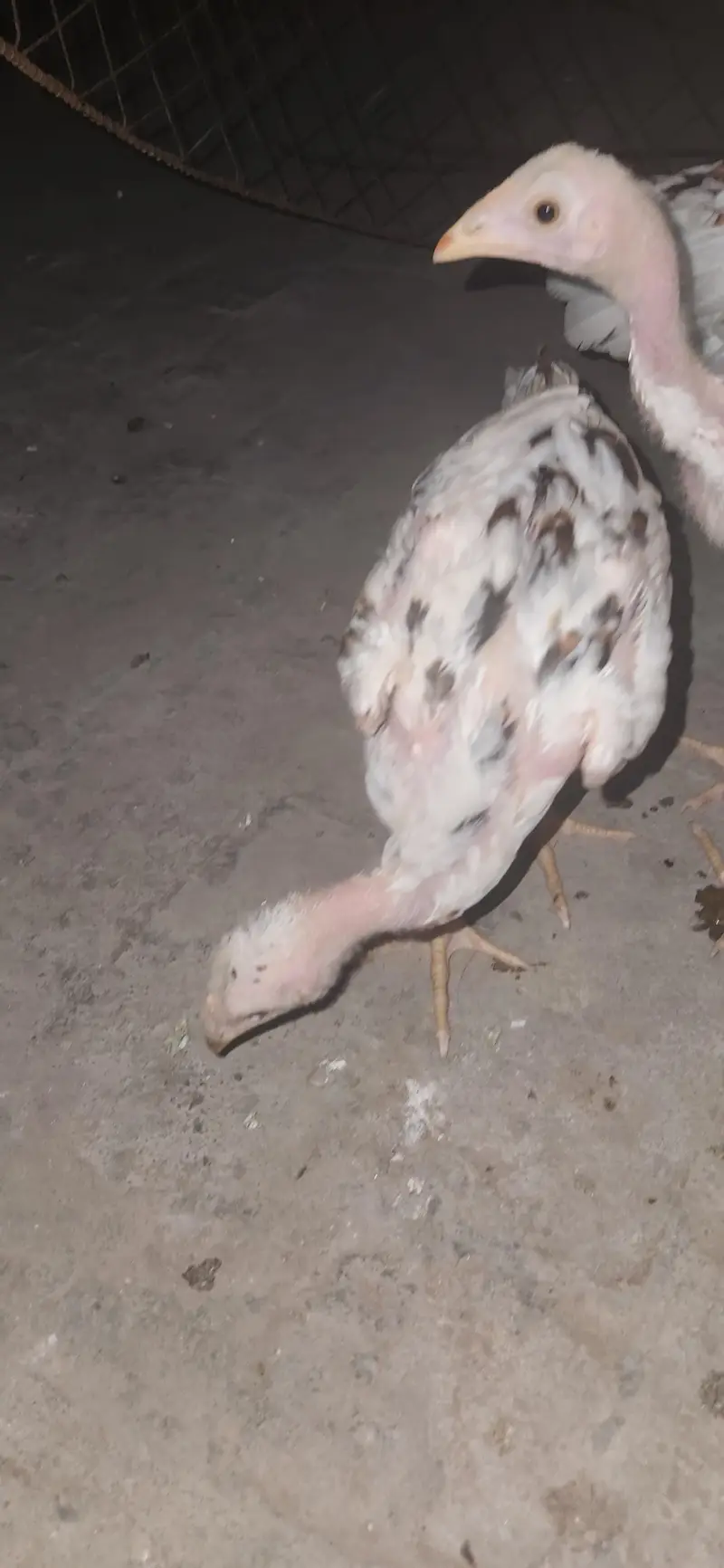 home breed female and two chick's — photo 6