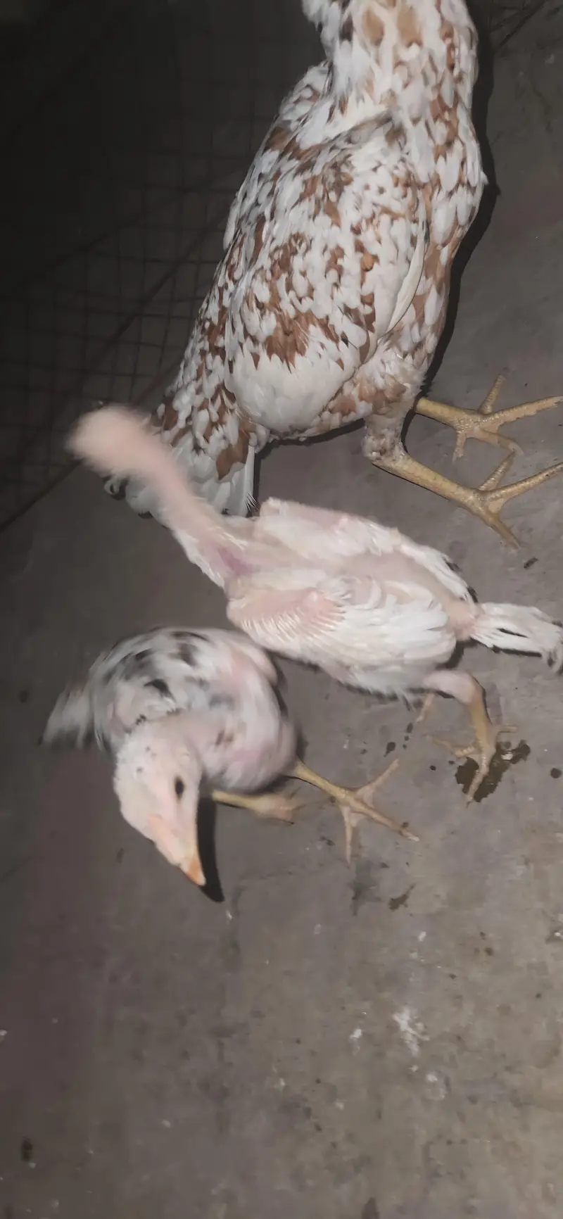 home breed female and two chick's — photo 7