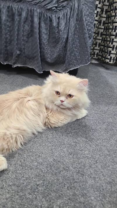 Pure Persian Cat for sale