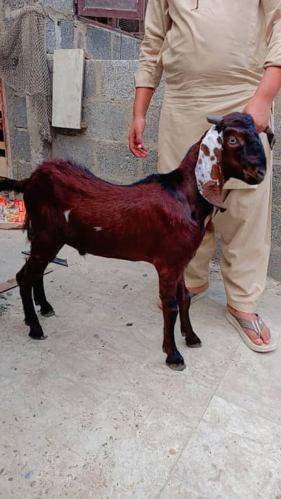 beetal Punjab male