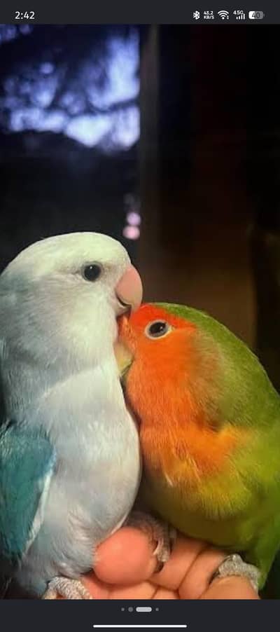 love birds 03291285911