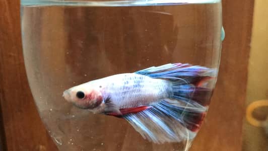 Betta and molly fishes available in different variety.