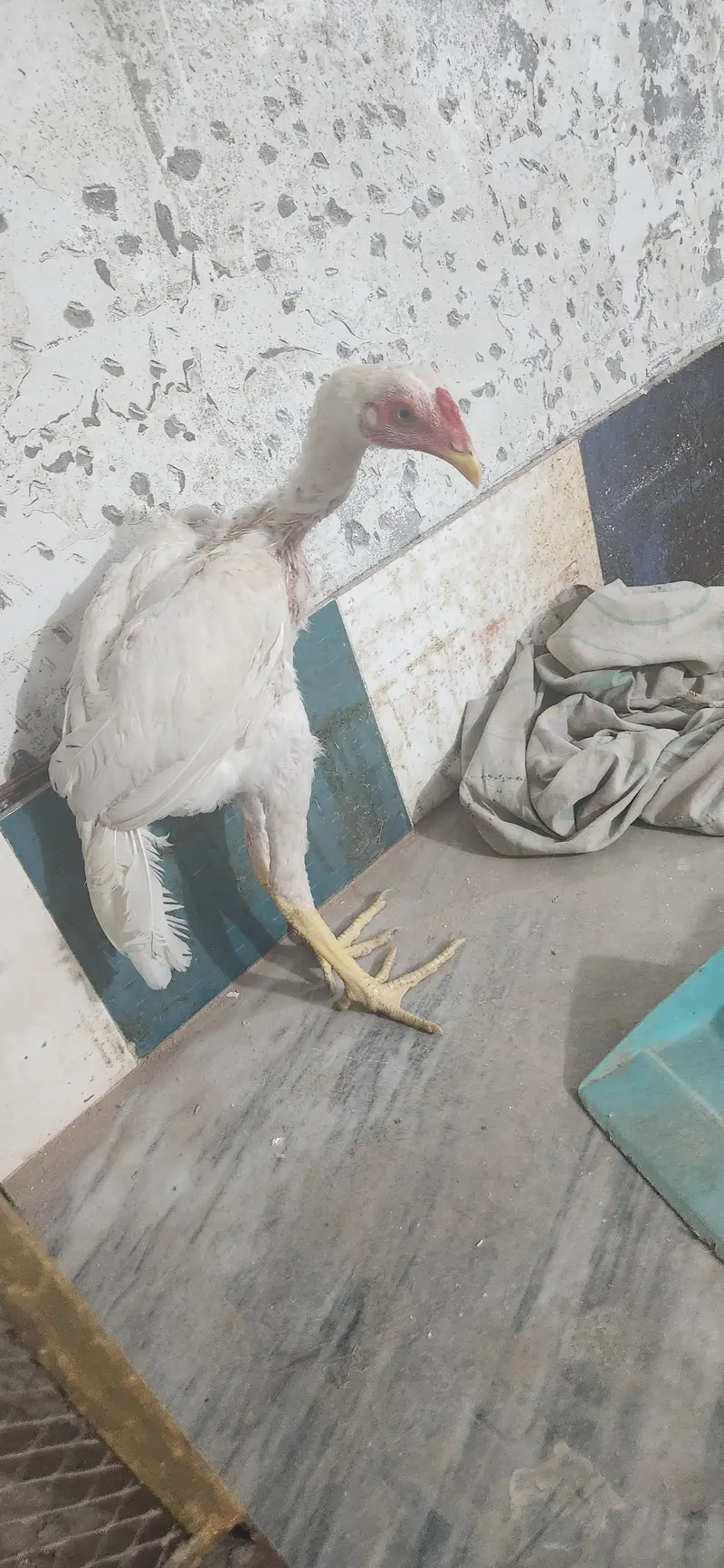 2 hera male home breed — photo 2