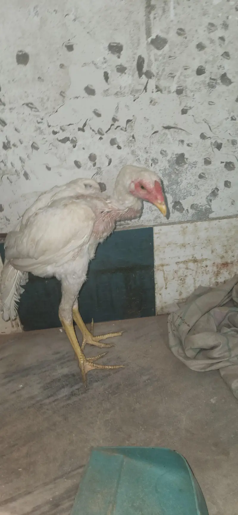 2 hera male home breed — photo 3