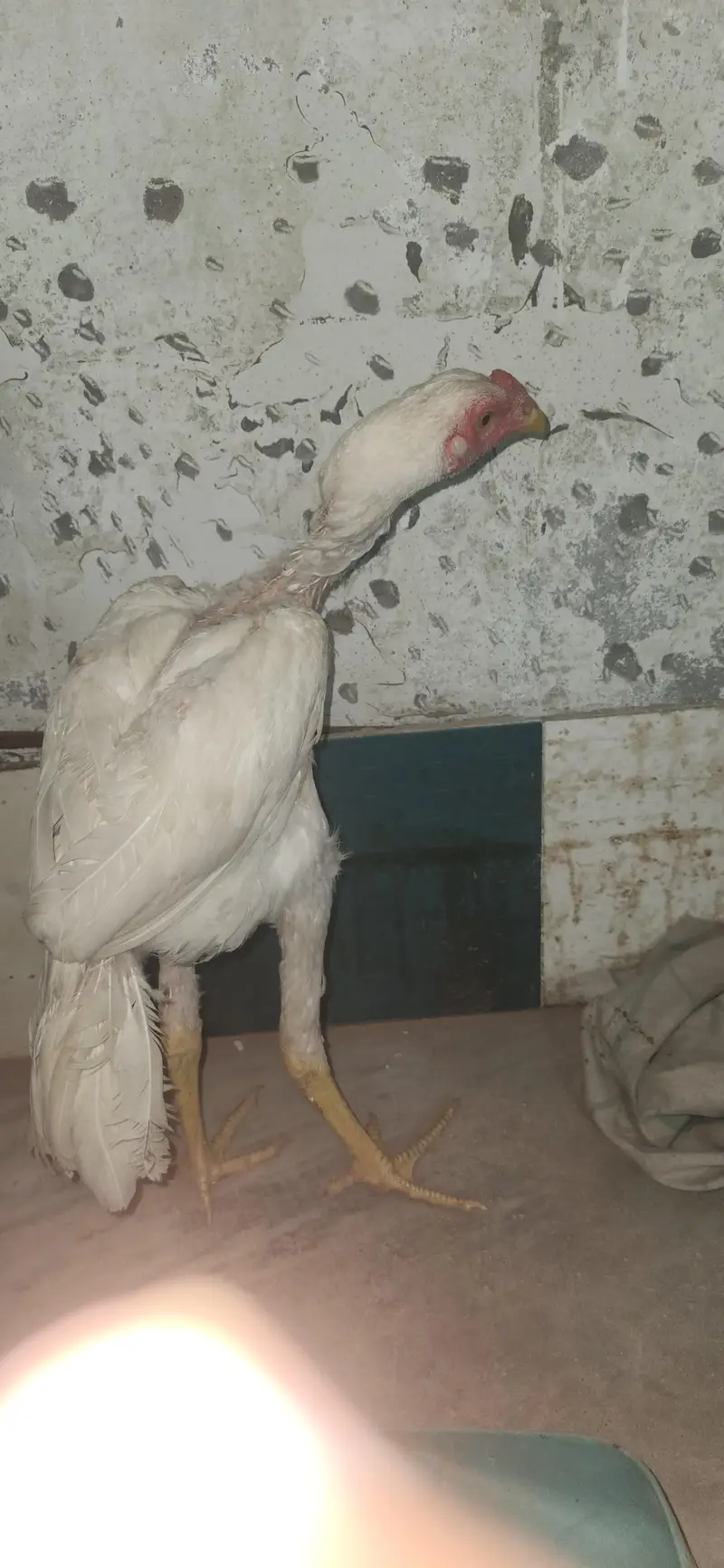 2 hera male home breed — photo 4