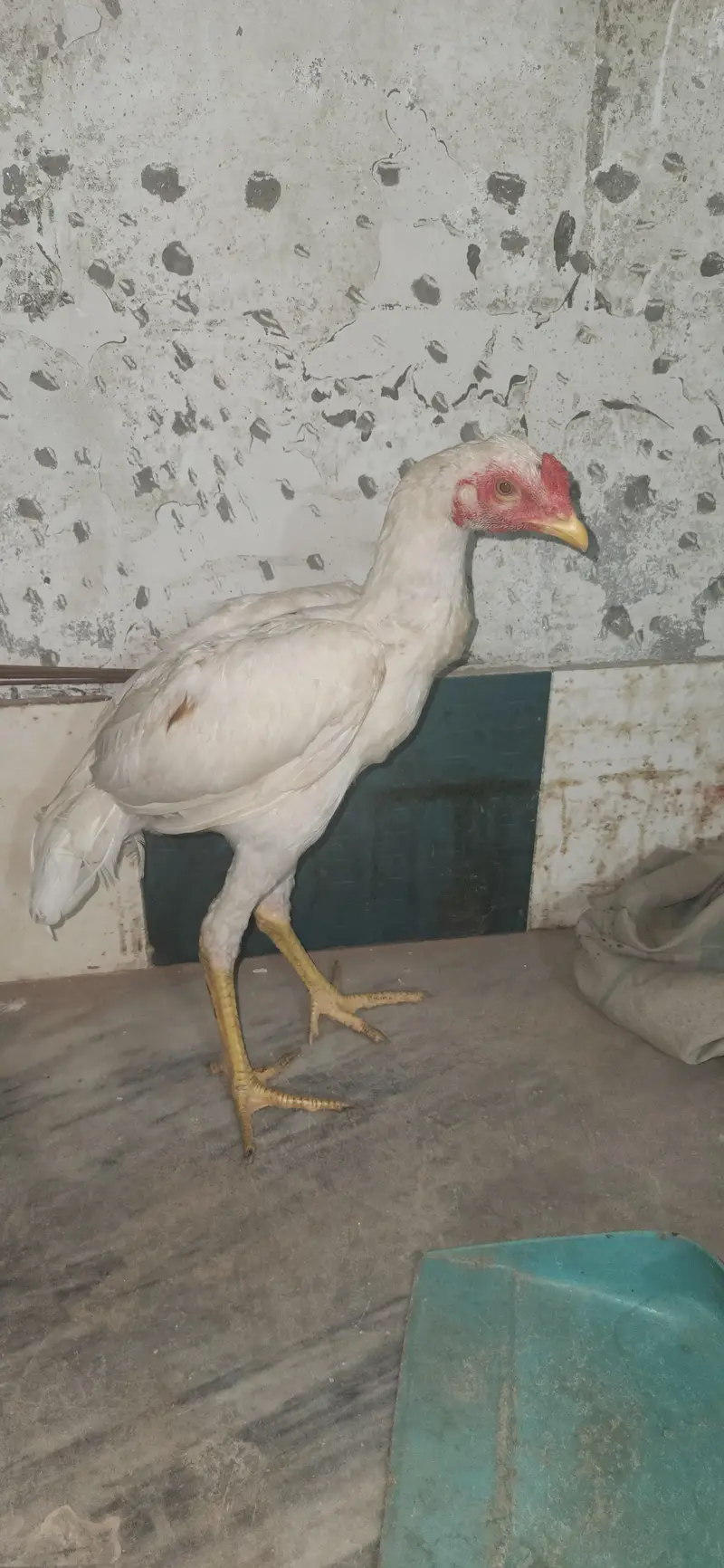 2 hera male home breed — photo 5