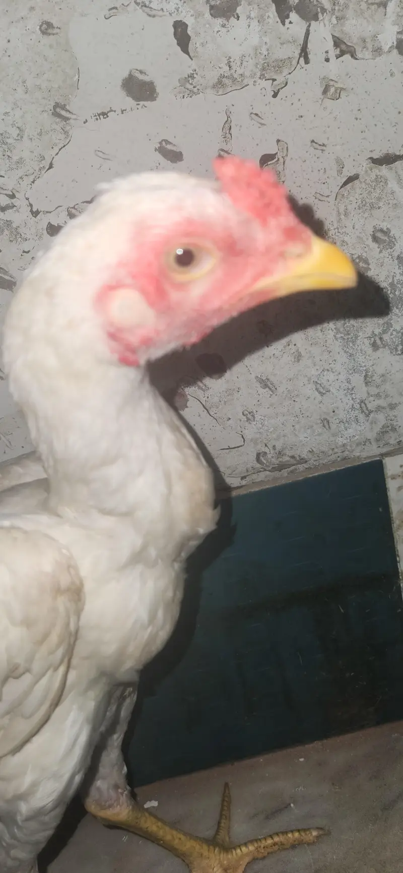 2 hera male home breed — photo 7