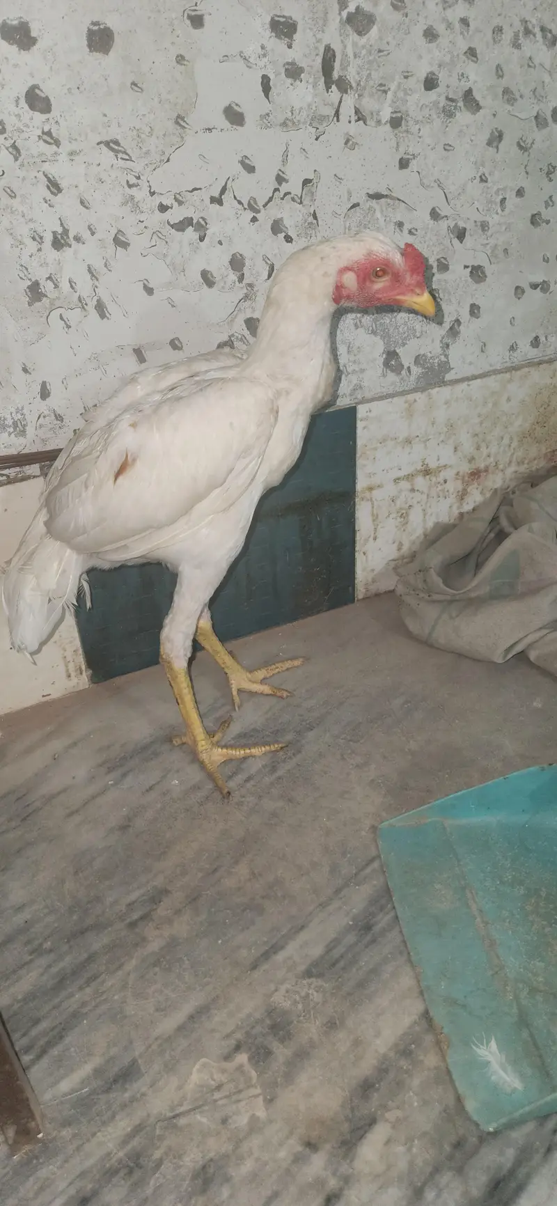 2 hera male home breed — photo 8