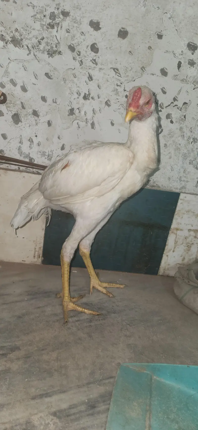 2 hera male home breed — photo 9