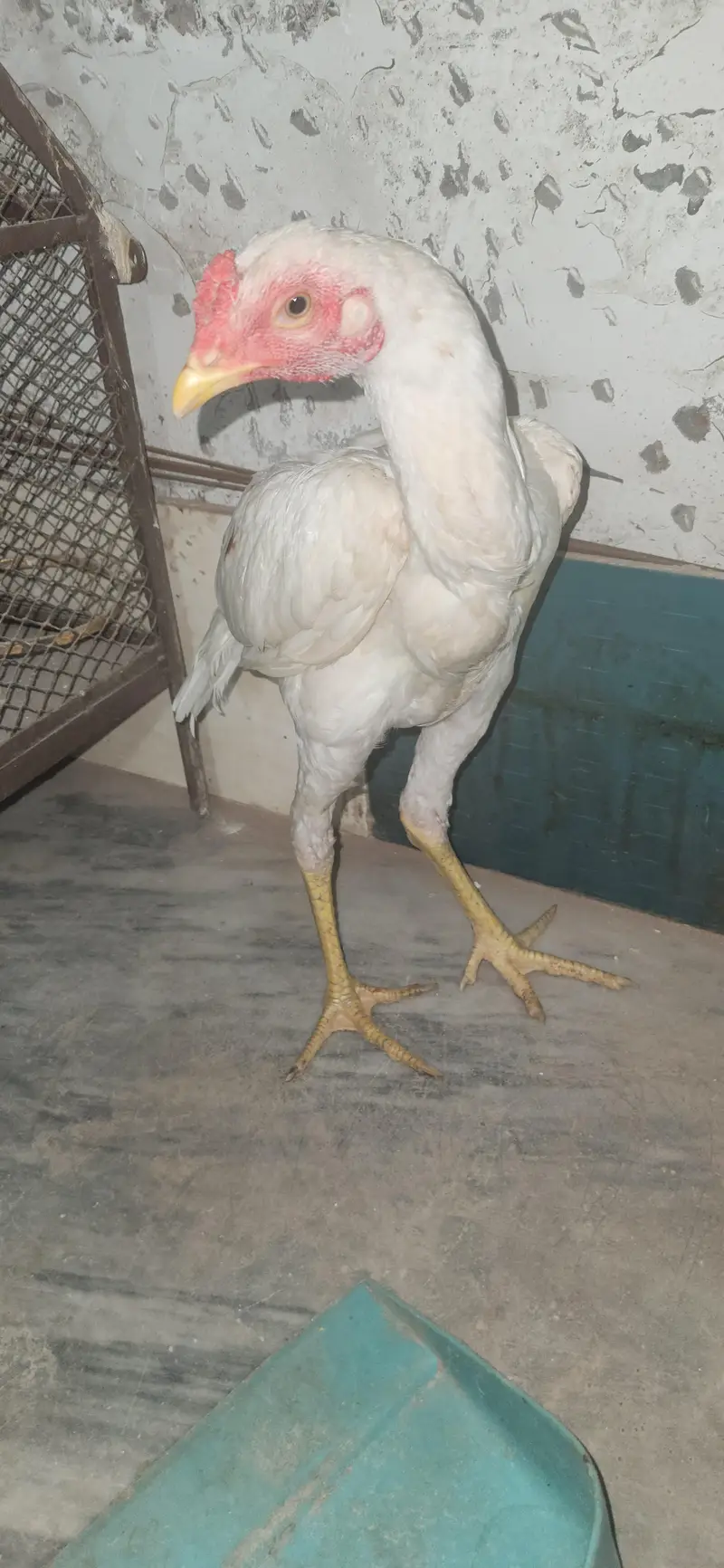 2 hera male home breed — photo 10