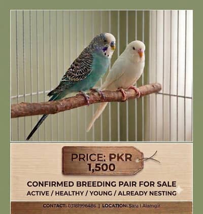 Blue & White/Blue & Yellow Pair BREEDER PAIR Confirmed