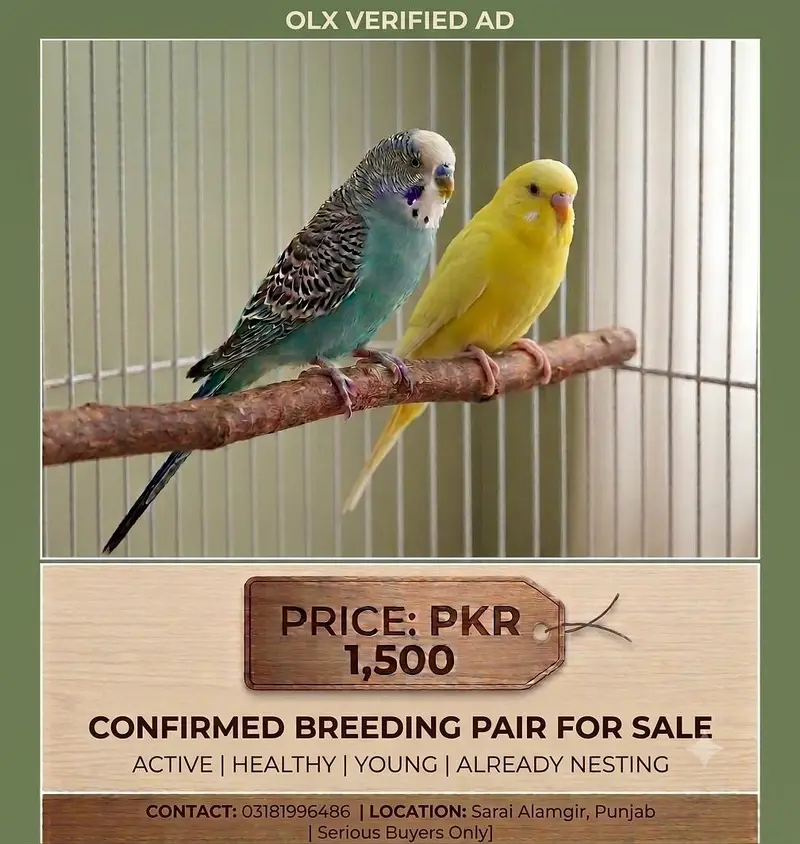Blue & White/Blue & Yellow Pair BREEDER PAIR Confirmed — photo 2