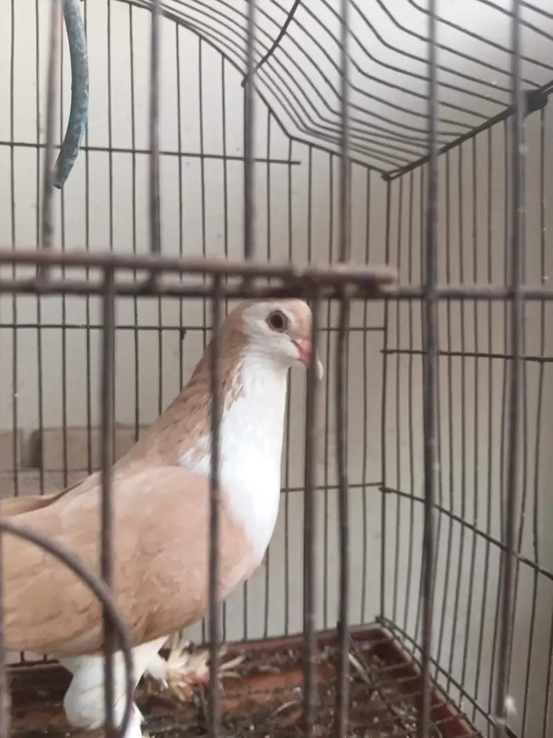 PIGEON SHIRAZI
