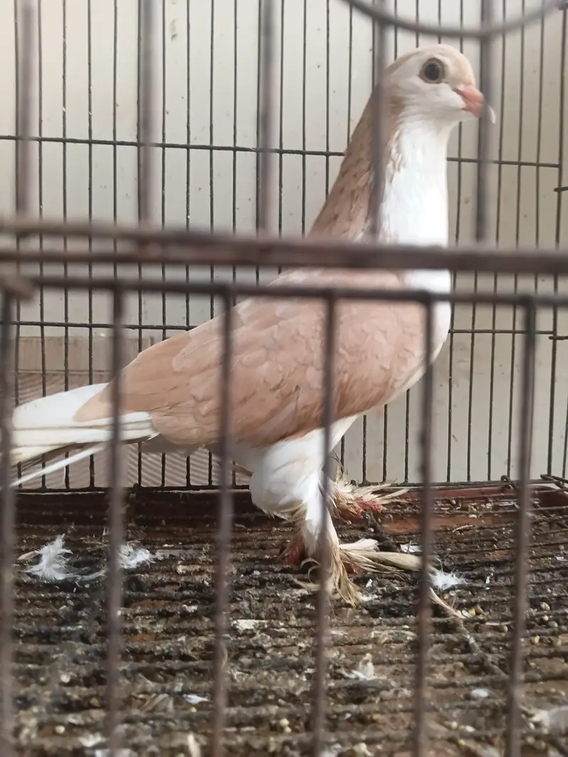 PIGEON SHIRAZI — photo 2