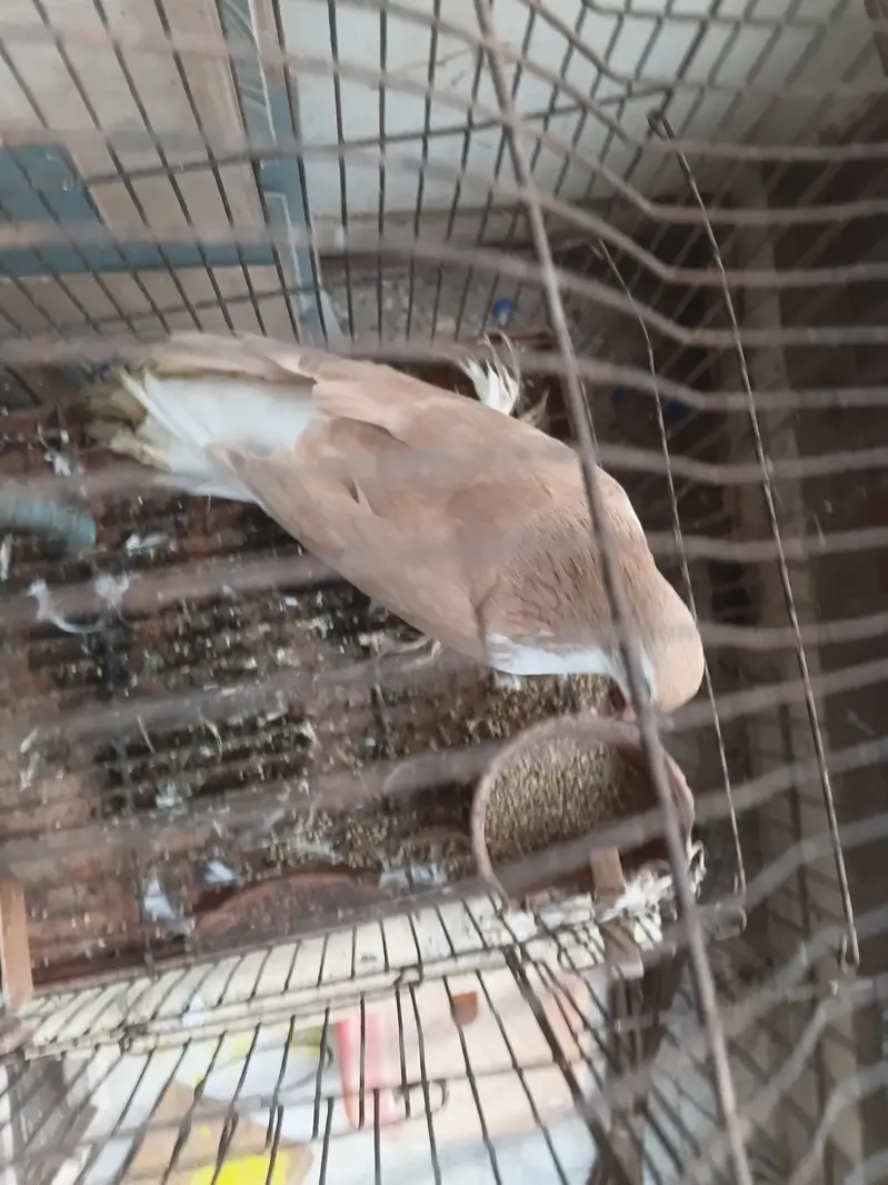 PIGEON SHIRAZI — photo 3