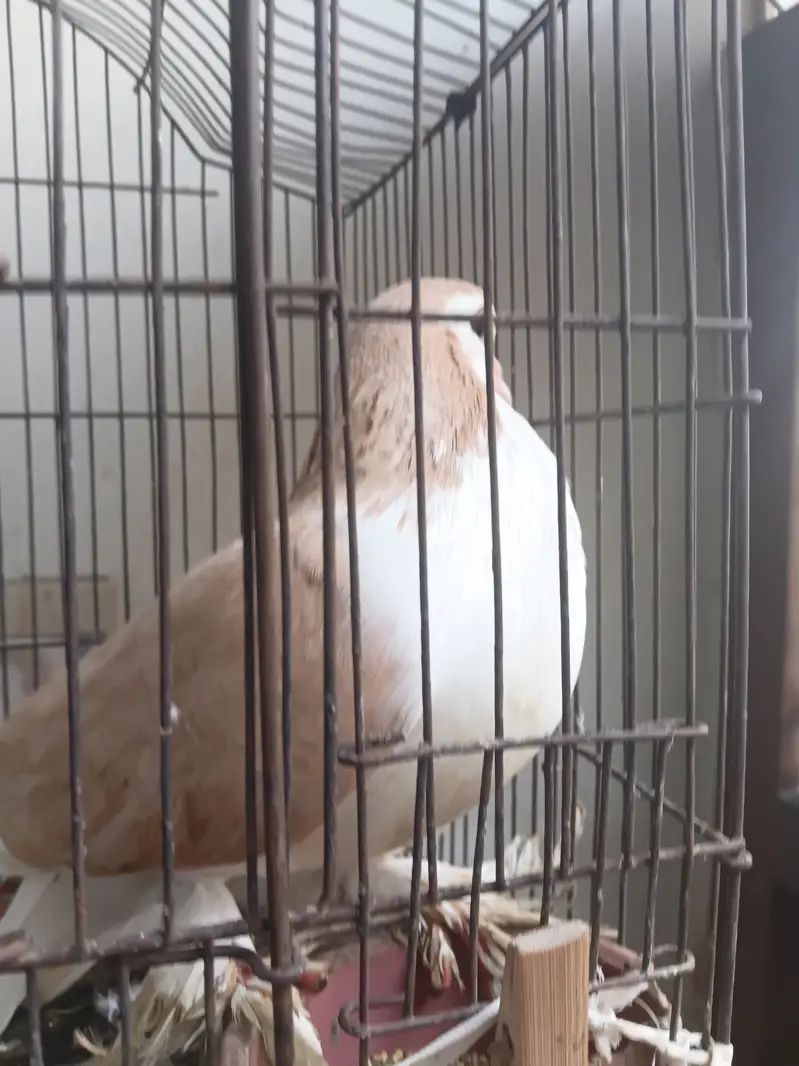 PIGEON SHIRAZI — photo 4