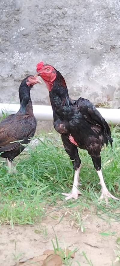 High Quality Aseel hen & White Desi murgha available