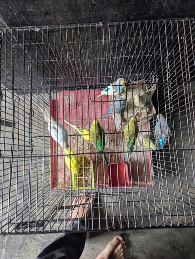 estalian parrot