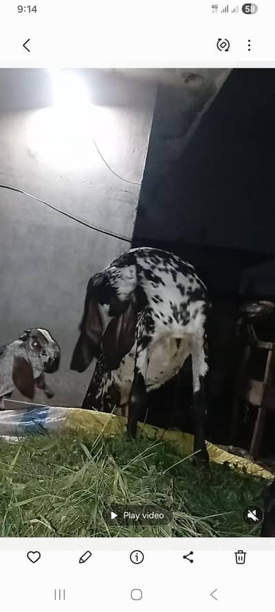 Desi Betal Bakri