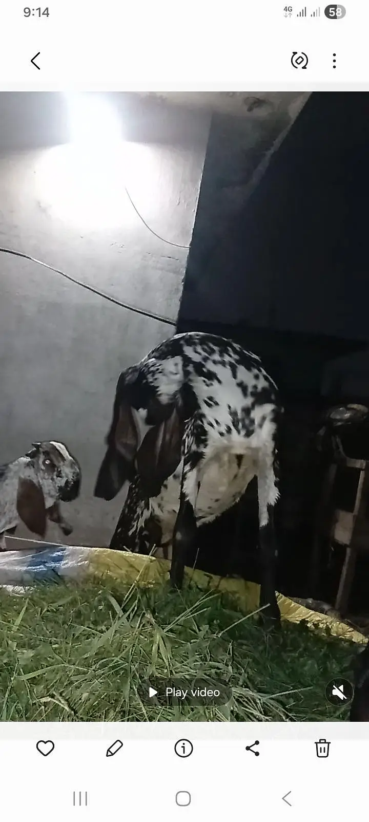 Desi Betal Bakri