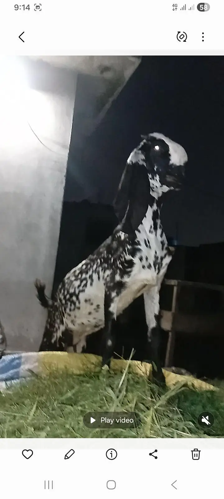 Desi Betal Bakri — photo 2