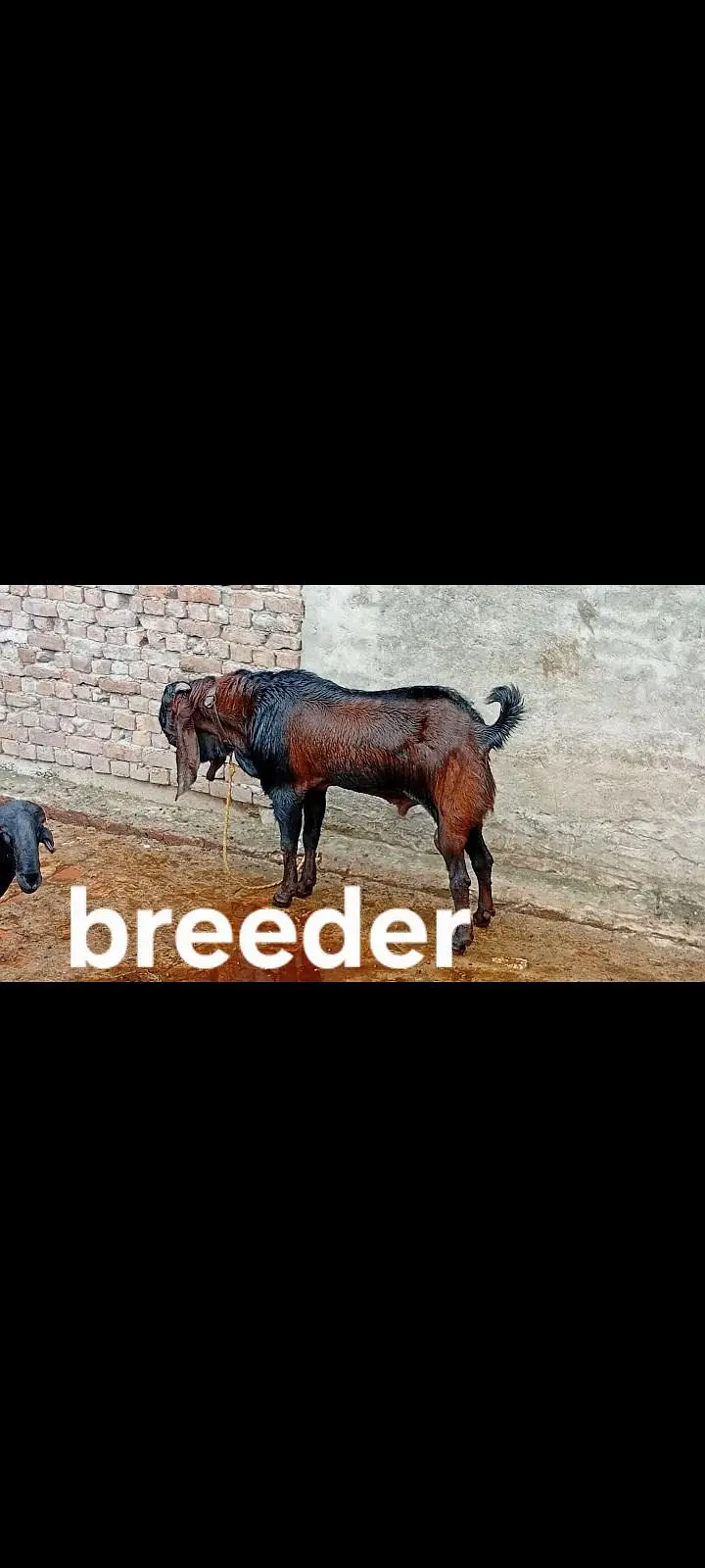 Desi Betal Bakri — photo 4