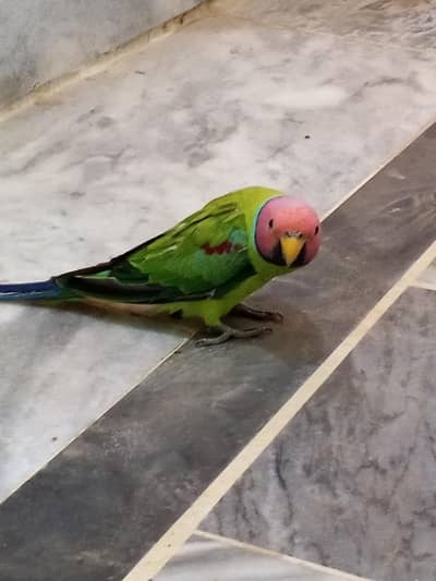 plam headed parrot male