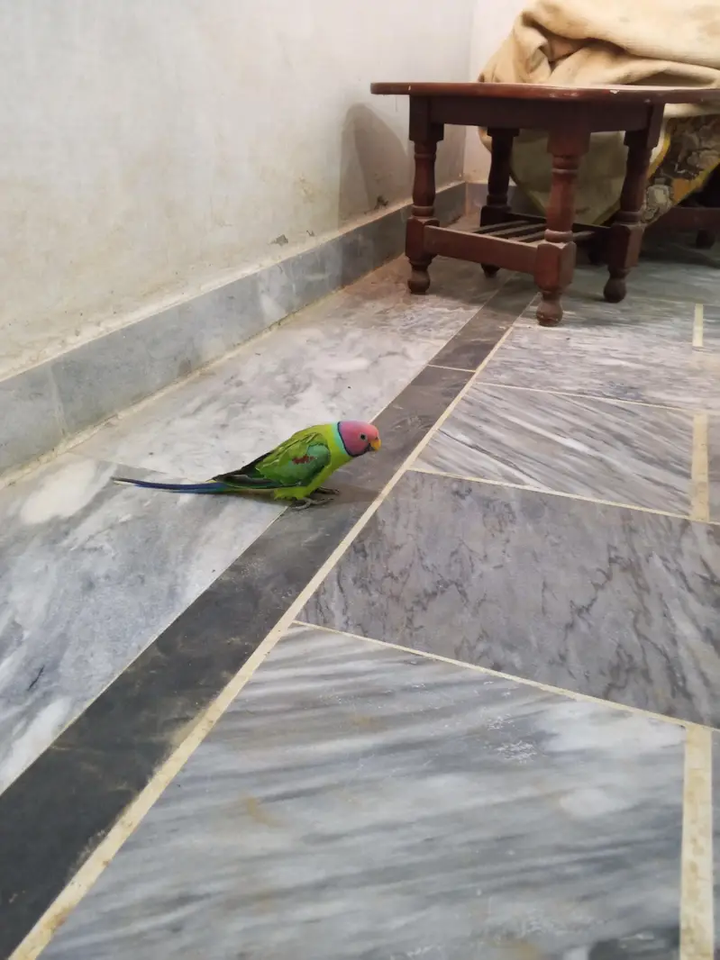 plam headed parrot male — photo 2